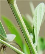  Stem